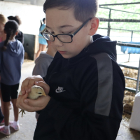 Farm friends 